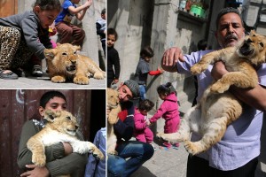 lion-cubs