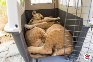 lion-cubs 6month old