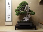bonsai_05