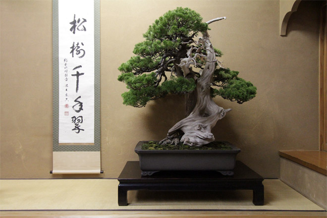 bonsai_05