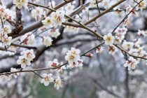 桜を愛する日本人の心
