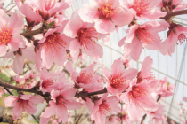 春の民話「桜の精」